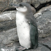 Galapagos Penguin